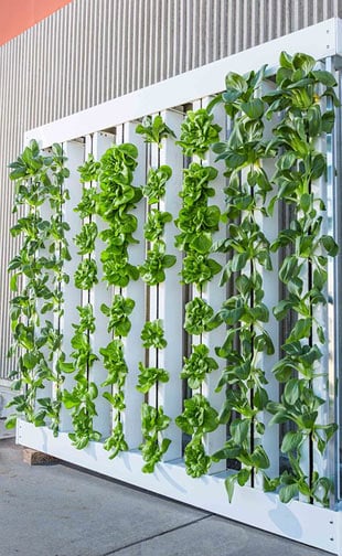 Greenhouse setup